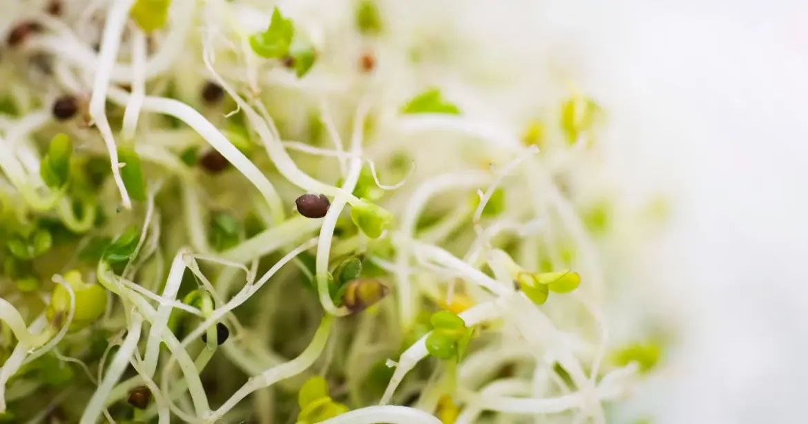 Alfalfa sprouts recalled for E. coli and salmonella after dozens of illnesses